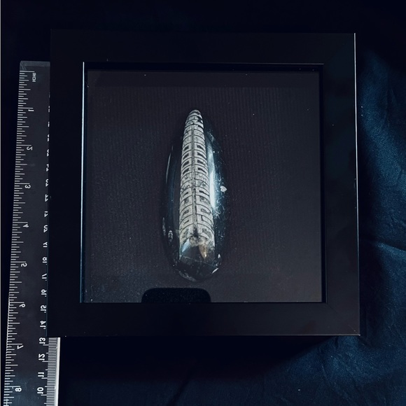 Orthoceras fossil framed - Picture 5 of 10